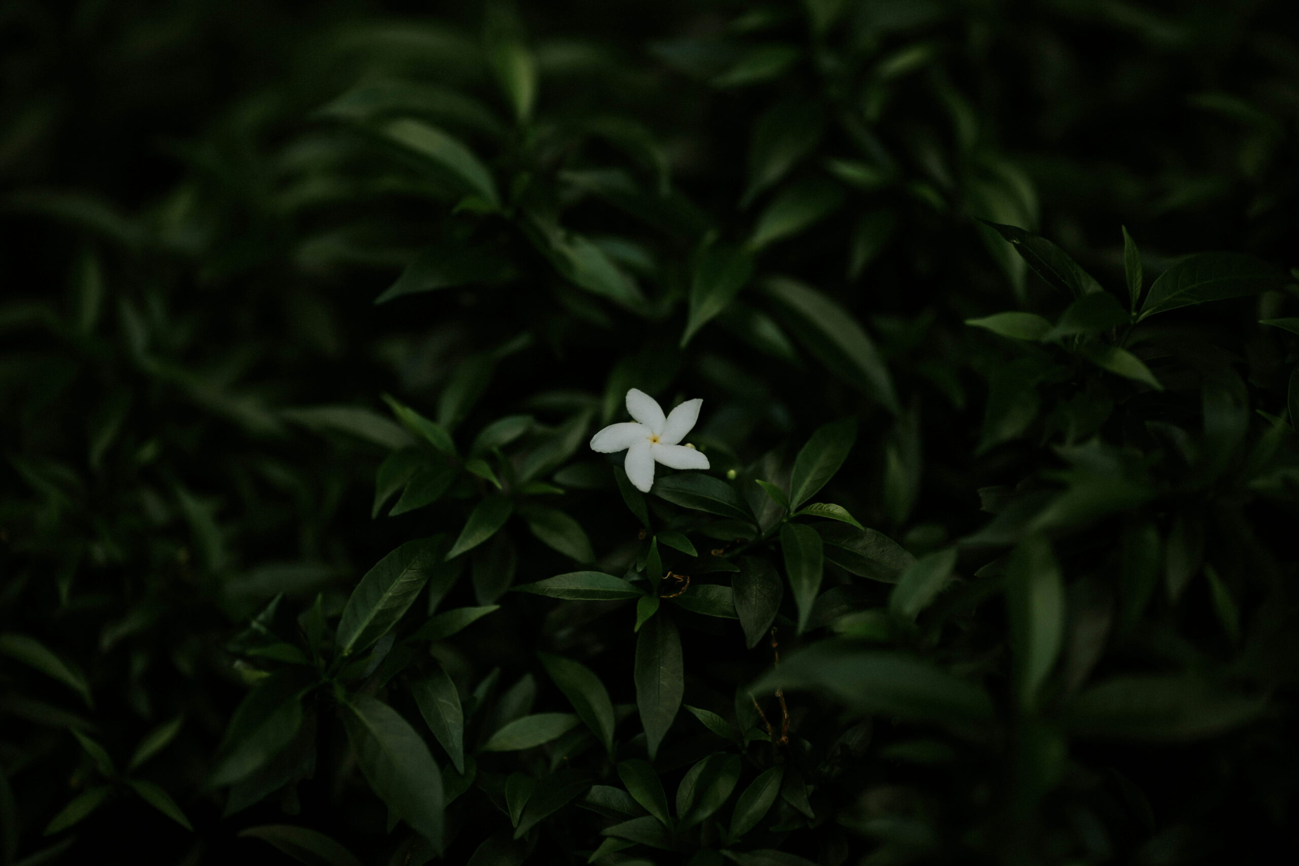 pexels-g0gor-1327877 (1)
